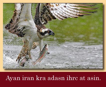 ayan iran============